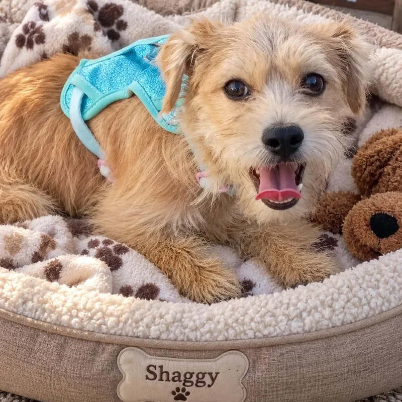 Shaggy thumbnail 3