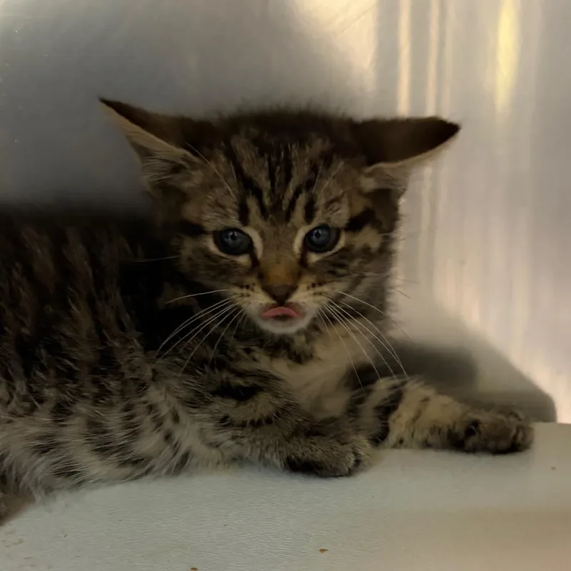 A baby small-sized male Brown / Chocolate Domestic Short Hair cat named Gumdrop for adoption in Newark, NJ