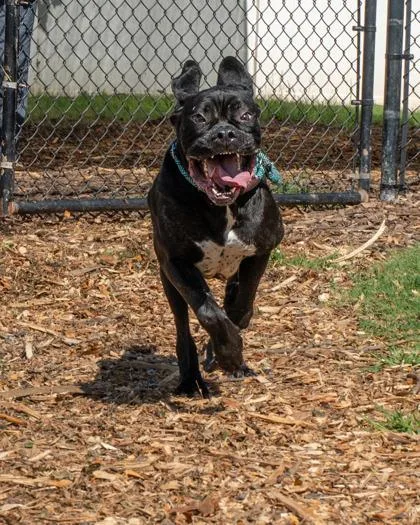 An adult large-sized female Mixed Breed dog named Jauriana for adoption in Chamblee, GA