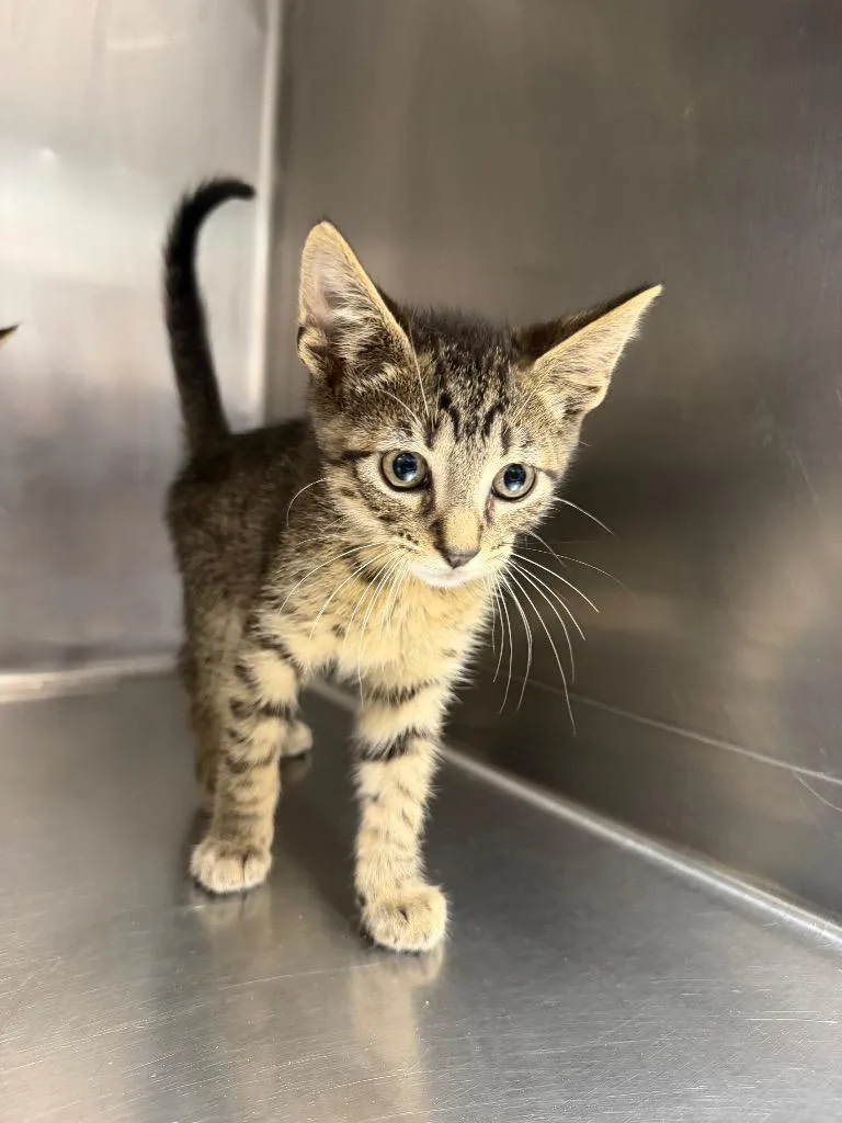 A baby large-sized male Domestic Short Hair cat named Jerry for adoption in Hopkinsville, KY