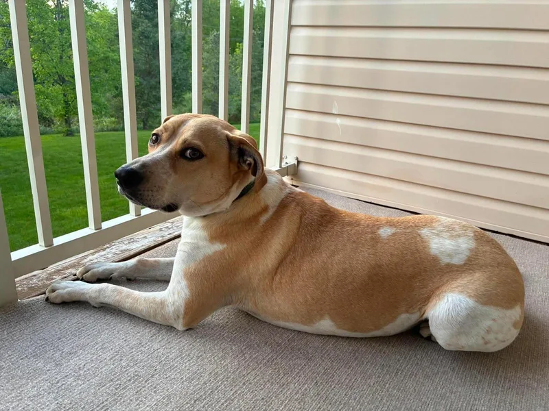 An adult medium-sized male Beagle dog named Cooper for adoption in Westwood, NJ