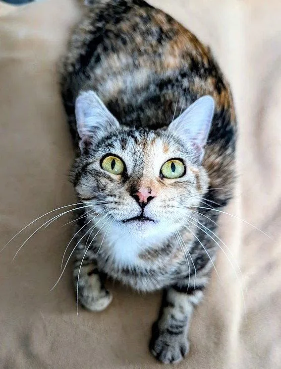 An adult medium-sized female Domestic Short Hair cat named Jasper for adoption in San Jose, CA