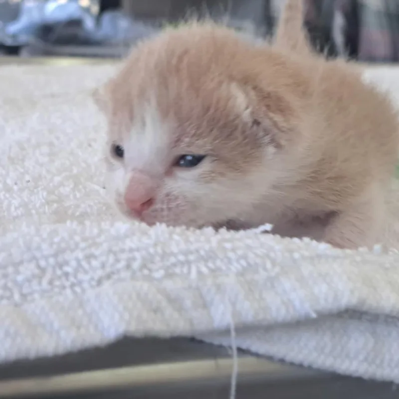 A baby small-sized male Orange / Red Domestic Short Hair cat named Tigger for adoption in Chapel Hill, NC