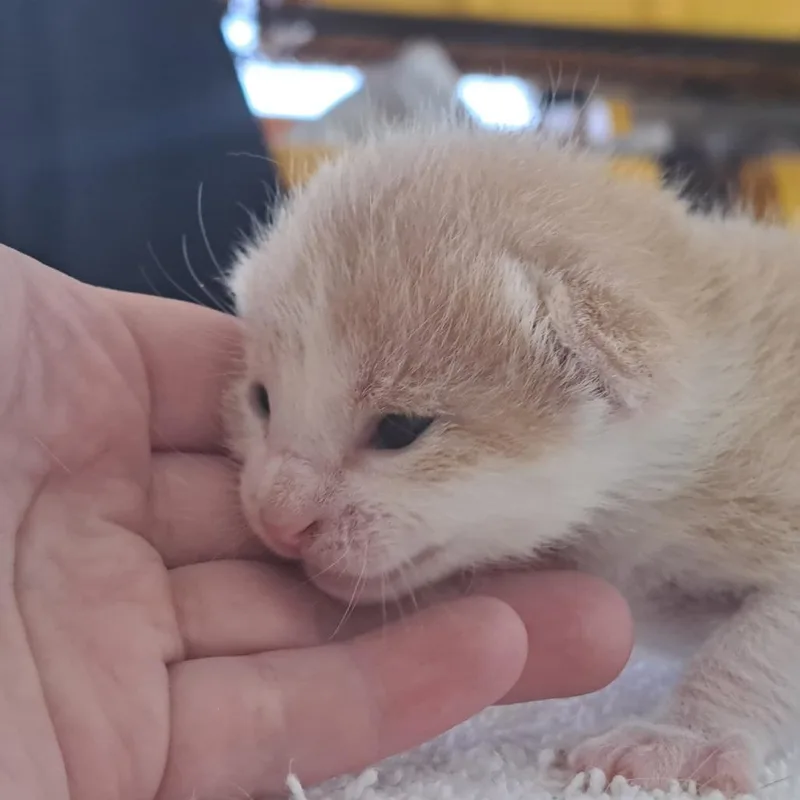 Tigger thumbnail 2