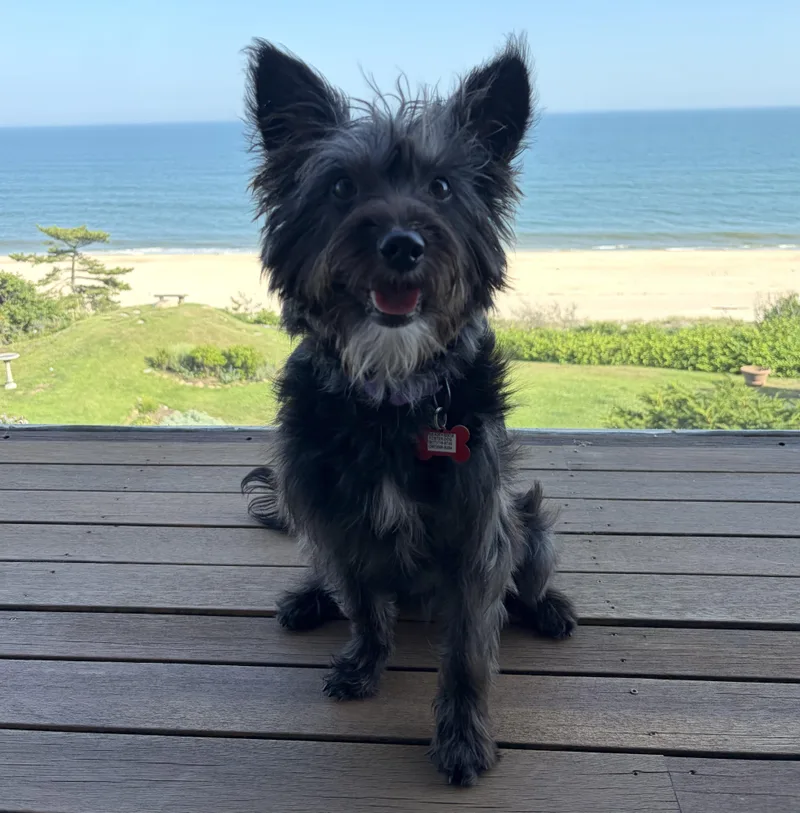 A young small-sized male Cairn Terrier dog named Duce for adoption in Brooklyn, NY