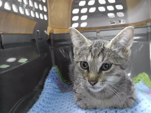 A baby small-sized male Domestic Short Hair cat named Homer'S Music for adoption in Omaha, NE