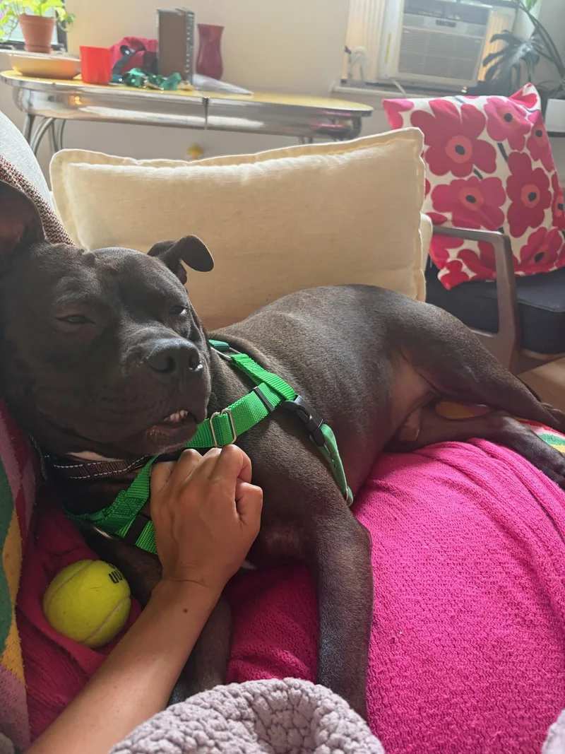 An adult large-sized male Brown / Chocolate Mixed Breed dog named Bowie for adoption in Vassalboro, ME