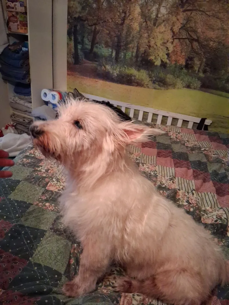 A senior small-sized male White / Cream West Highland White Terrier / Westie dog named Toby for adoption in Indianapolis, IN