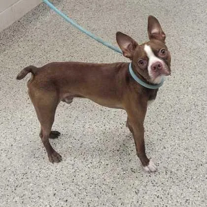 An adult small-sized male Brown / Chocolate Boston Terrier dog named Dwight for adoption in Kansas City, MO