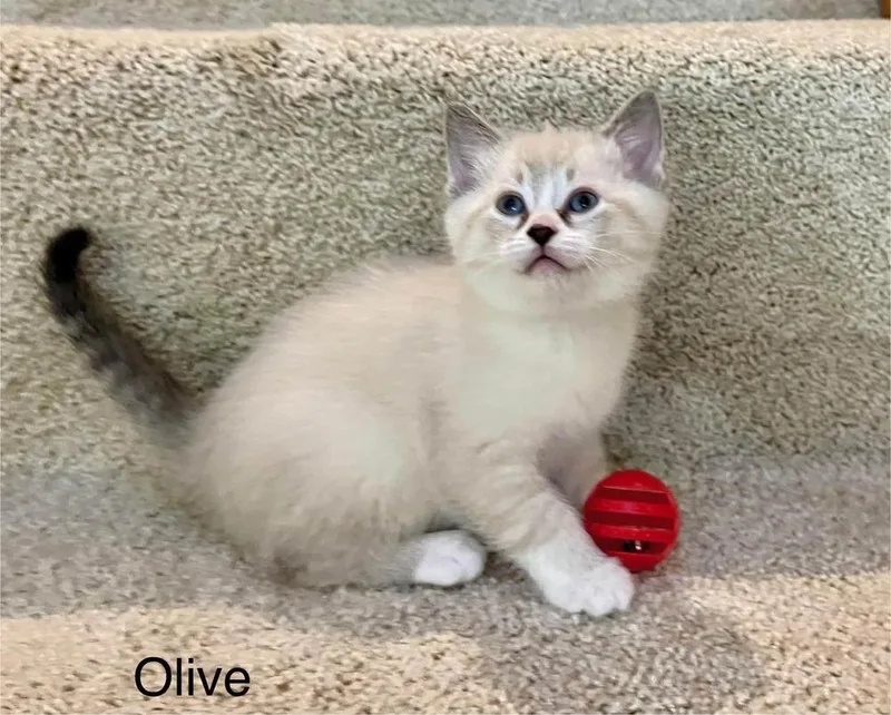 A baby medium-sized female Gray & White Domestic Short Hair cat named Olive for adoption in Dorr, MI