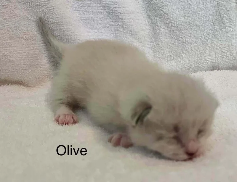 Olive thumbnail 3
