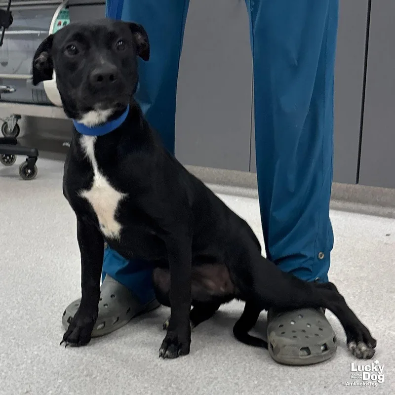A baby large-sized female Retriever dog named Jayla for adoption in Washington, DC