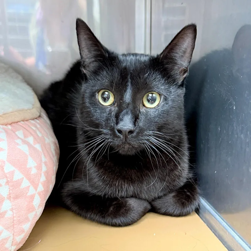 A baby medium-sized male Black Domestic Short Hair cat named Fedora for adoption in Oakland, CA