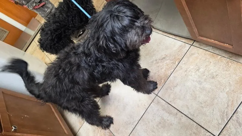 An adult large-sized male Black Mixed Breed dog named Orion for adoption in Cincinnati, OH