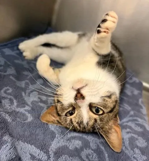 A baby large-sized male Domestic Short Hair cat named Bad Bunny for adoption in Ogdensburg, NY