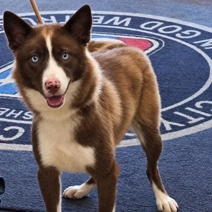 An adult medium-sized female Red / Chestnut / Orange Husky dog named Foxy  Local October for adoption in Brookshire, TX
