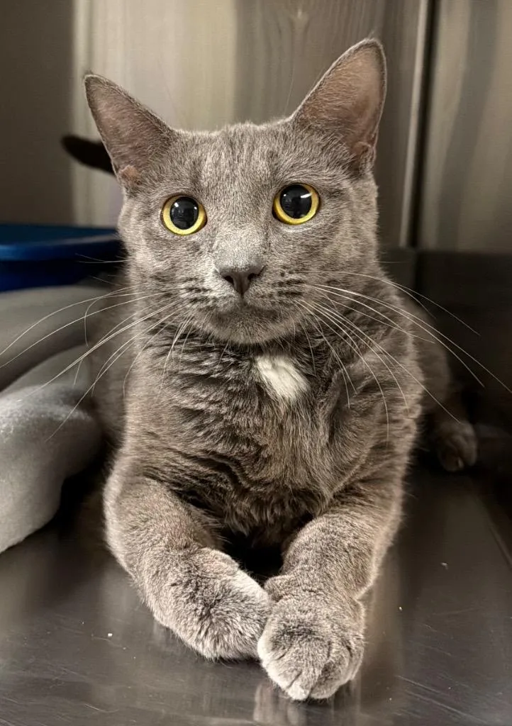 A young small-sized female Domestic Short Hair cat named Mama Moneybags for adoption in Ocala, FL