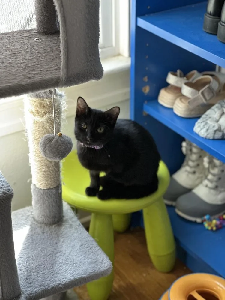 Jammie Dodger thumbnail 2