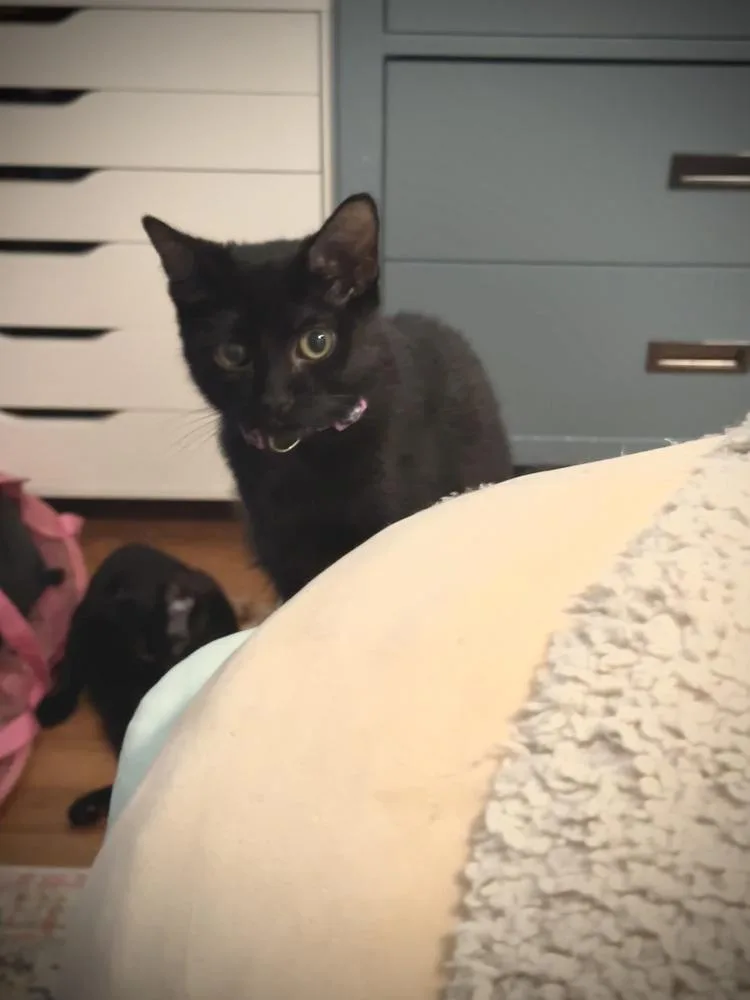 Jammie Dodger thumbnail 3