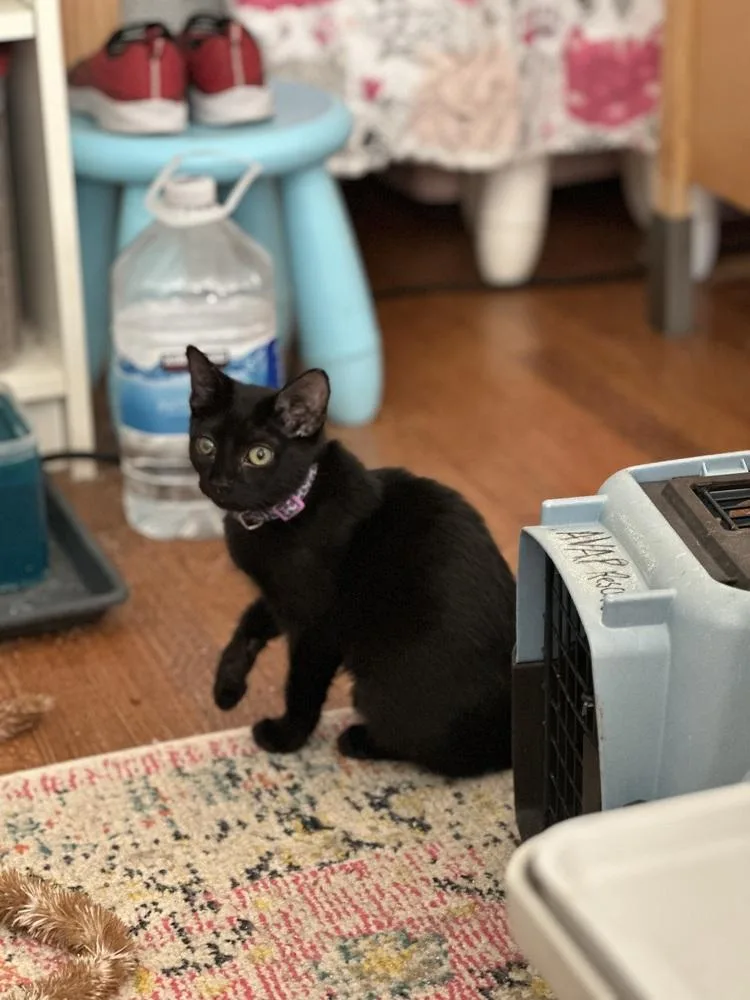 Jammie Dodger thumbnail 4