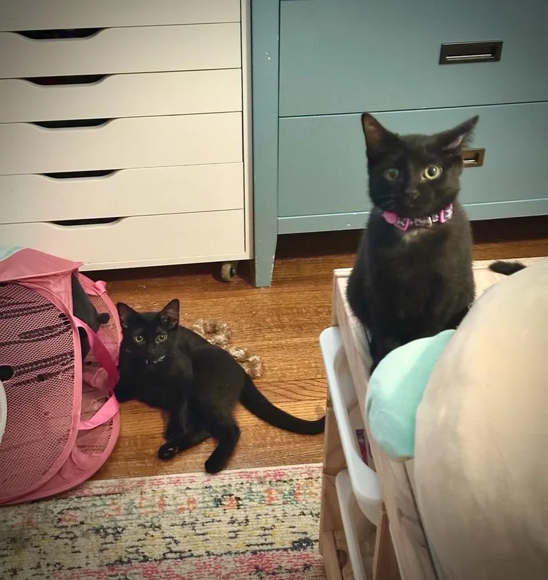 Jammie Dodger thumbnail 5