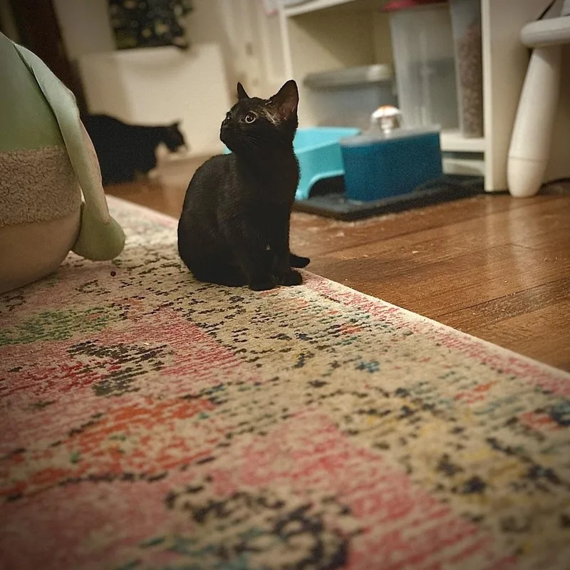 Jammie Dodger thumbnail 6