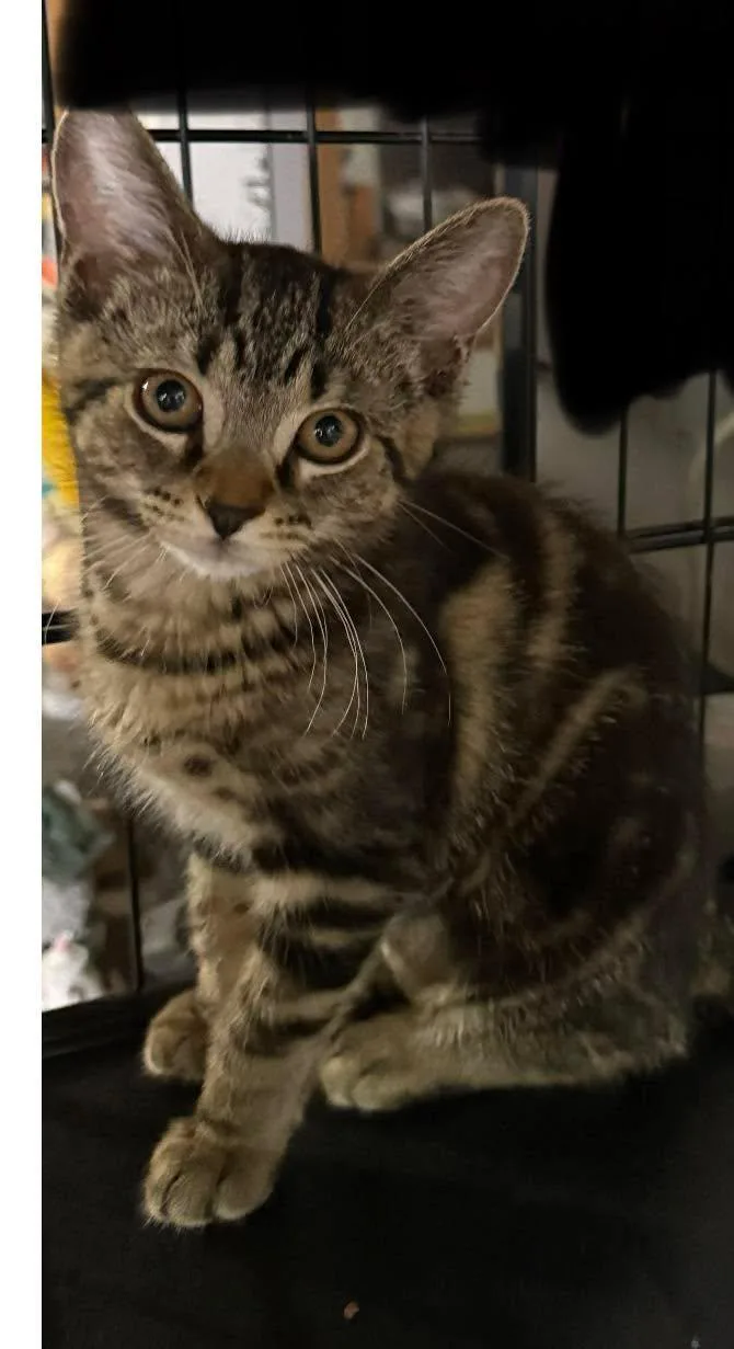 A baby small-sized female Tabby (Gray / Blue / Silver) Domestic Short Hair cat named Eddie for adoption in Indianapolis, IN