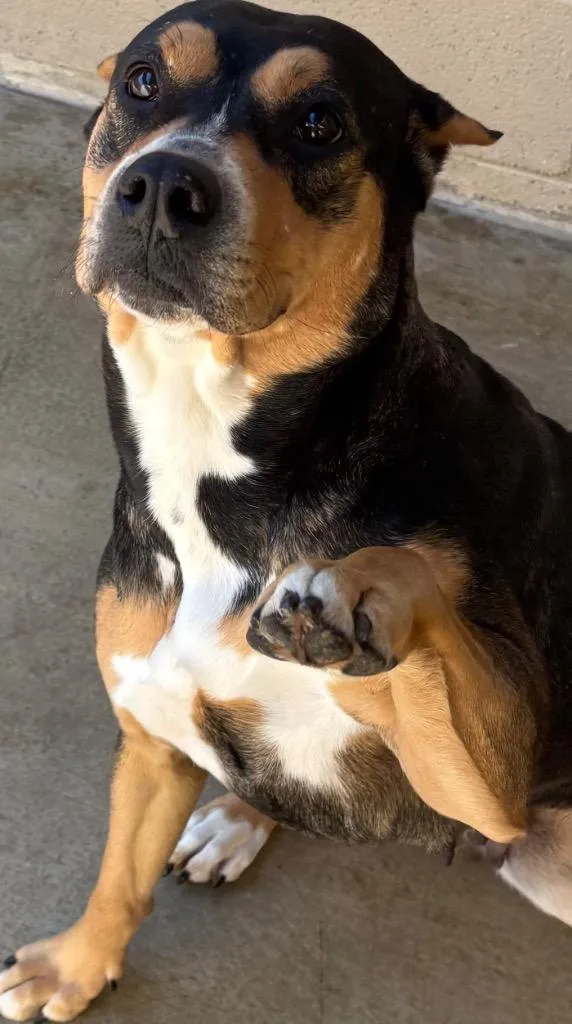 An adult large-sized female Pit Bull Terrier dog named Raven Dog for adoption in Elizabethton, TN