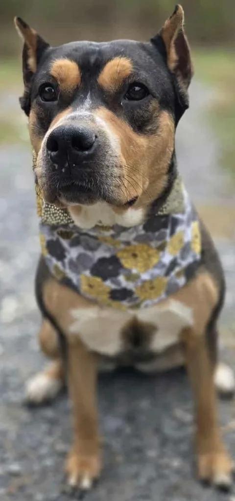 Raven Dog thumbnail 2