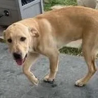 A young medium-sized female Yellow / Tan / Blond / Fawn Labrador Retriever dog named Sandy for adoption in Calverton, NY