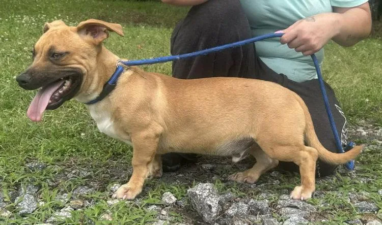 A young medium-sized male Terrier dog named Blake for adoption in Wetumpka, AL