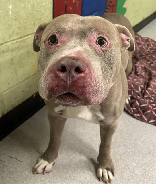 A young large-sized male Pit Bull Terrier dog named Franklin for adoption in Indianapolis, IN