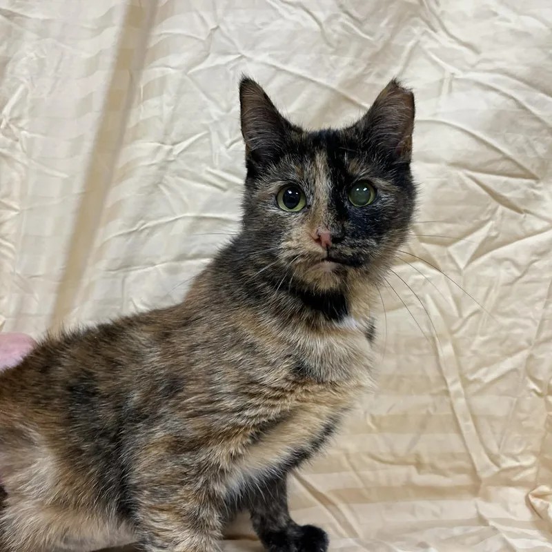 An adult medium-sized female Tortoiseshell Domestic Short Hair cat named Alexabeth for adoption in Verona, VA