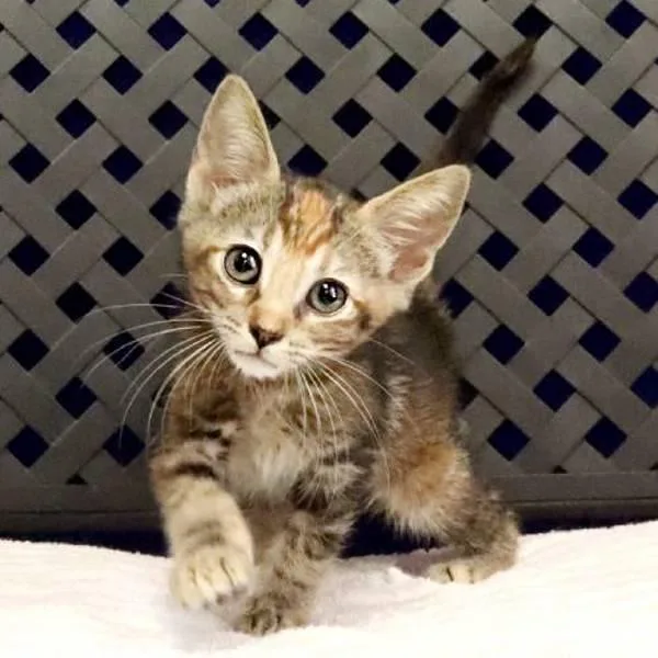 A baby small-sized female Domestic Medium Hair cat named Ocelot for adoption in Fort Davis, TX