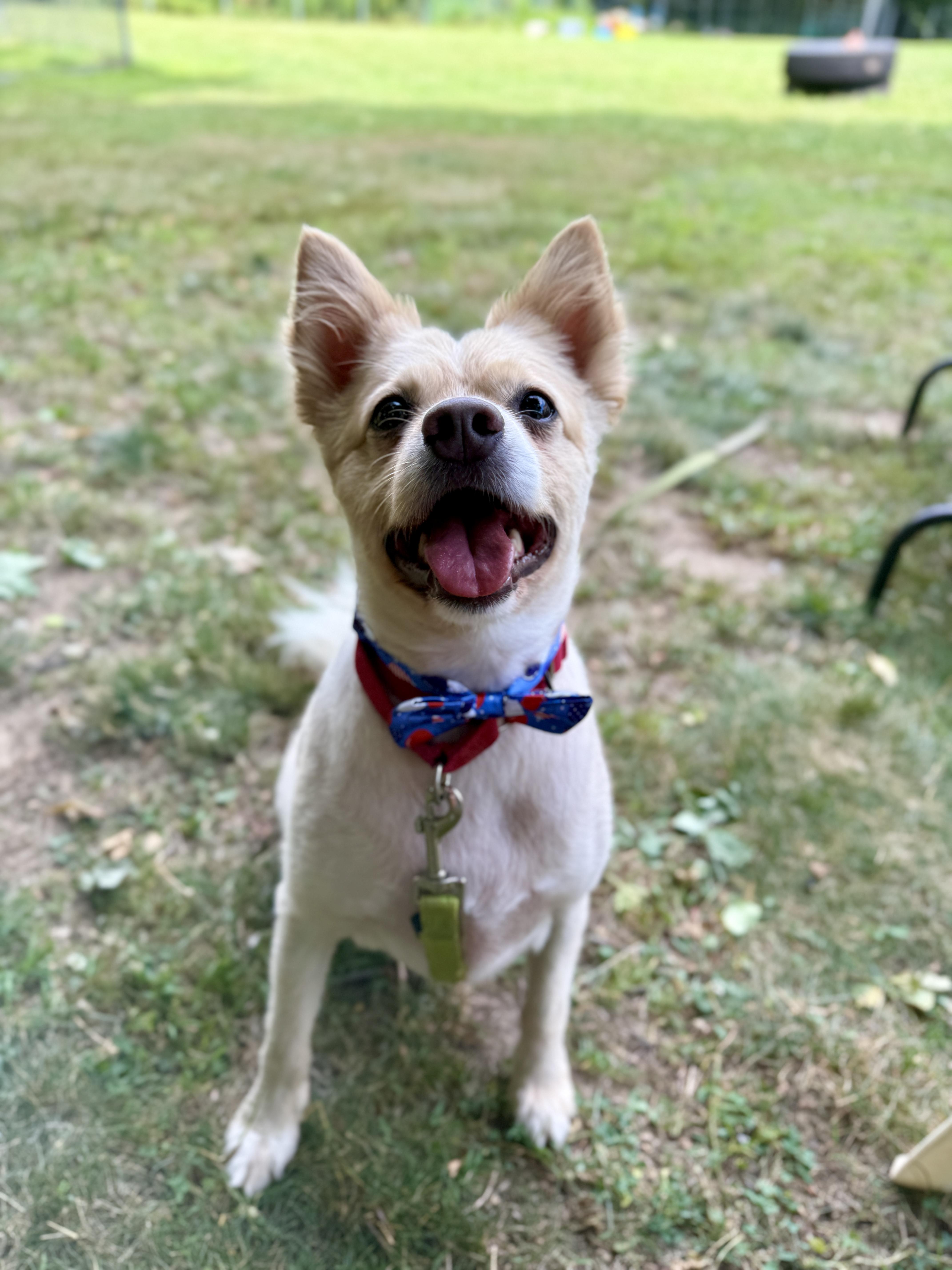 An adult medium-sized male Pomeranian dog named Tucker for adoption in Terryville, CT