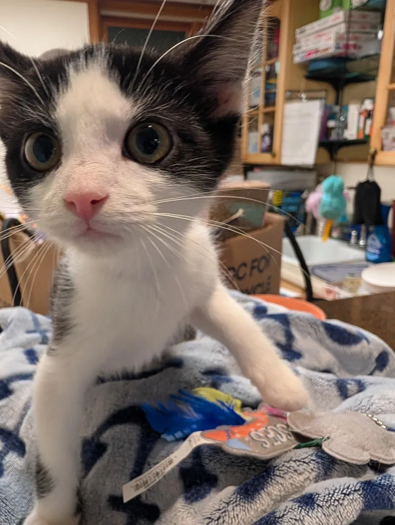 A young medium-sized male Black & White / Tuxedo Domestic Short Hair cat named Pepsi for adoption in Allison Park, PA