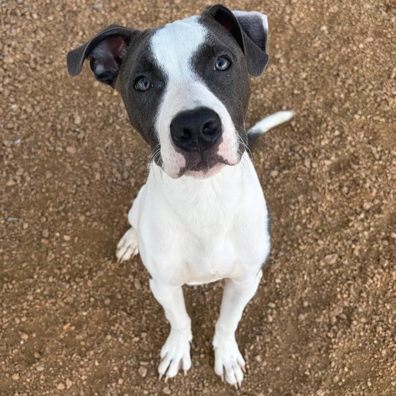 A baby medium-sized male Yellow / Tan / Blond / Fawn American Staffordshire Terrier dog named Raffi Kcac for adoption in Kerrville, TX