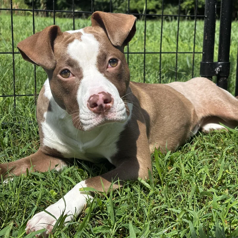 A young medium-sized female Pit Bull Terrier dog named Sunshine for adoption in Midlothian, VA