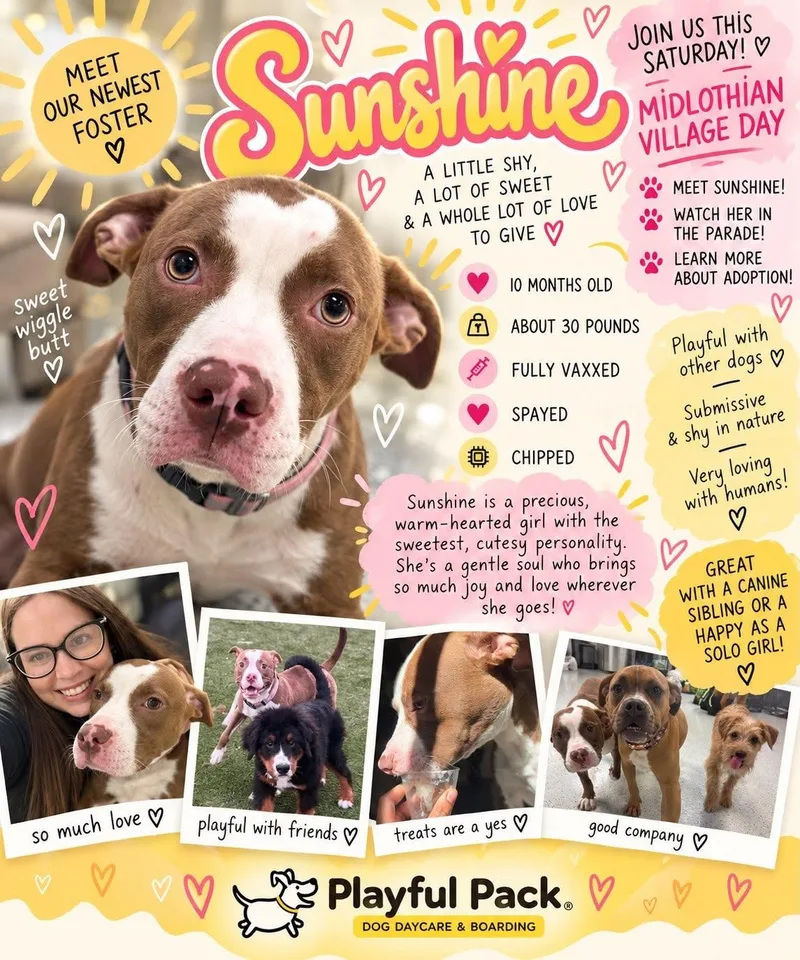 Sunshine thumbnail 3