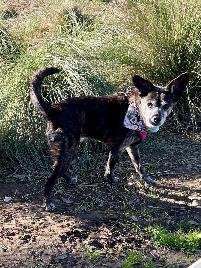 Princess thumbnail 3