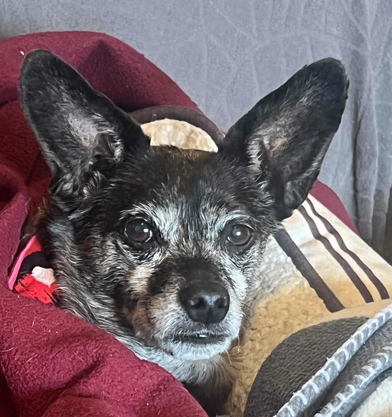 Princess thumbnail 4