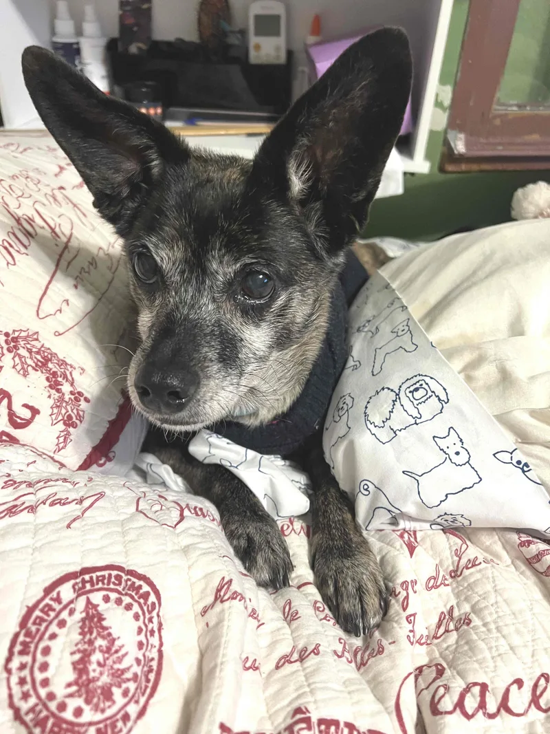 Princess thumbnail 5