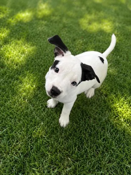 A baby small-sized male Pit Bull Terrier dog named Paradise for adoption in New Orleans, LA