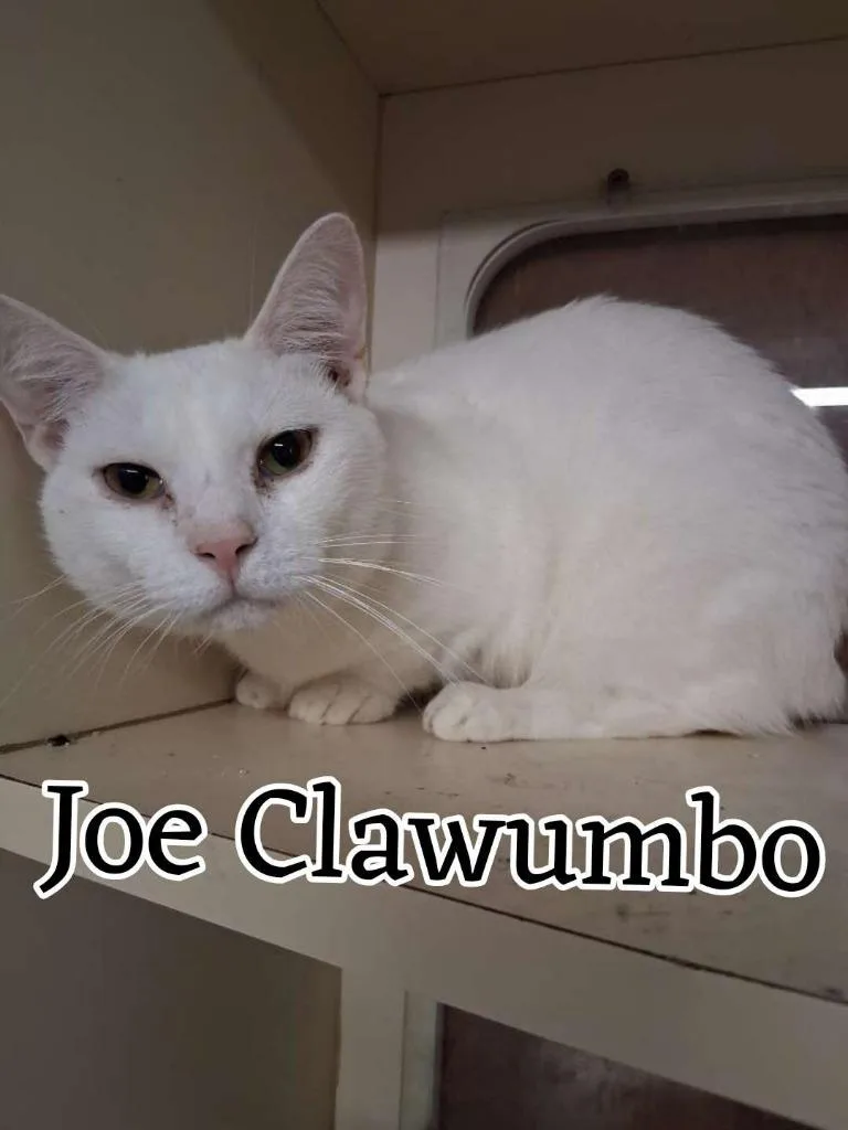 A young small-sized male Munchkin cat named Joe Clawumbo for adoption in Hillsboro, OH