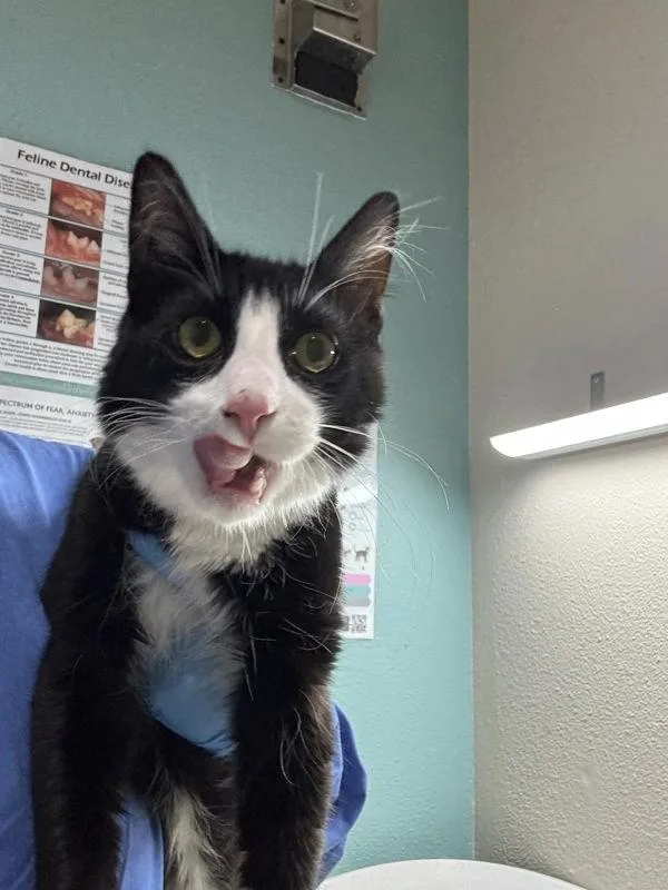 A young small-sized male Domestic Medium Hair cat named Izzy for adoption in Sherwood, OR