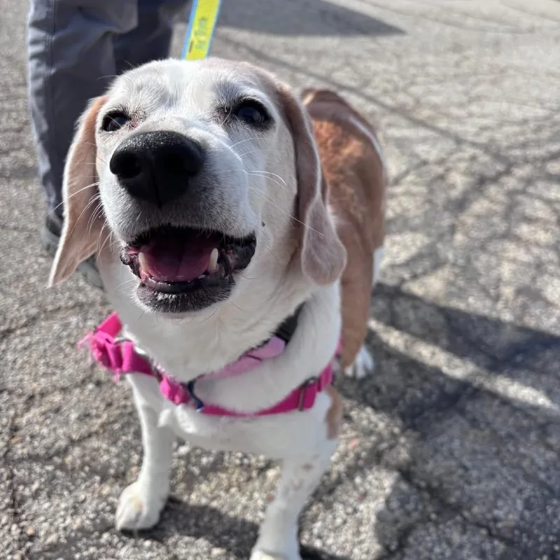A senior medium-sized female Yellow / Tan / Blond / Fawn Mixed Breed dog named Molly for adoption in Waukesha, WI