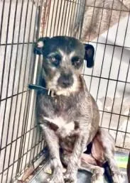 An adult large-sized female Schnauzer dog named Maddie for adoption in West Bloomfield, MI