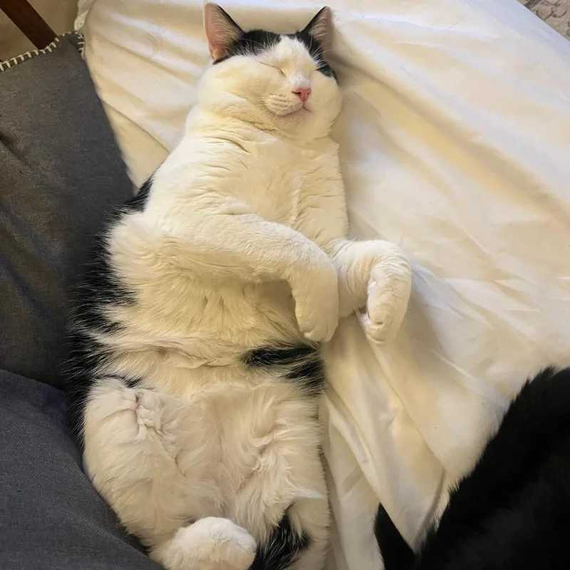 An adult small-sized male White American Shorthair cat named Bean for adoption in Lynchburg, VA