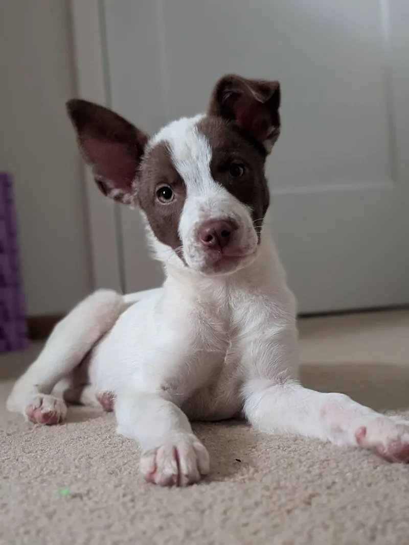 A baby small-sized female Terrier dog named Aspen for adoption in Fenton, MO