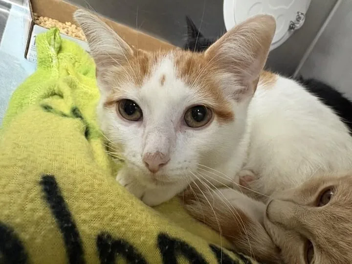 An adult medium-sized male Orange / Red Domestic Short Hair cat named Teddy for adoption in Cincinnati, OH